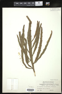 Homalocladium platycladum image
