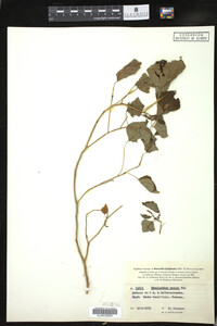 Image of Homalanthus nutans