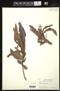 Image of Homonoia riparia