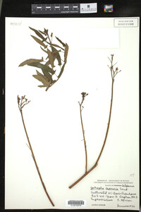 Jatropha capensis image