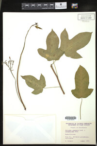 Jatropha capensis image