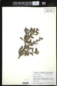 Image of Jatropha dioica