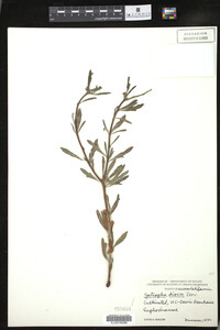 Jatropha dioica image