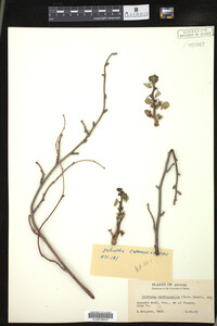 Image of Jatropha cardiophylla