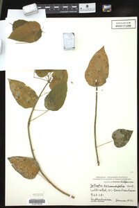 Jatropha hernandiifolia image