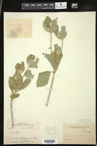 Image of Croton argenteus