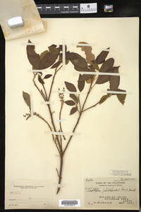 Image Associated With the Occurrence
