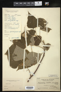 Image Associated With the Occurrence