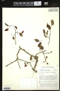 Image Associated With the Occurrence