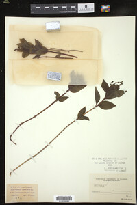 Image Associated With the Occurrence
