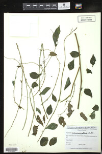 Image of Phyllanthus acuminatus