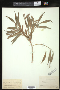 Image of Phyllanthus angustifolius