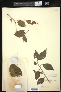 Phyllanthus nobilis image