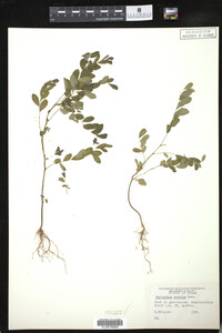Image of Phyllanthus tenellus