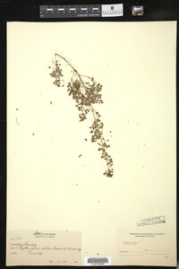 Image of Phyllanthus orbiculatus