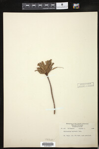 Media resource of Phyllanthus saffordii