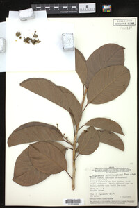 Image Associated With the Occurrence