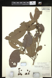 Image Associated With the Occurrence