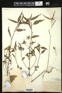Euphorbia dentata image