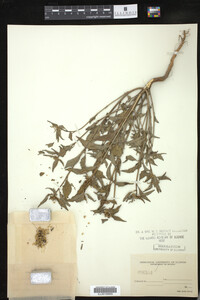 Euphorbia dentata image