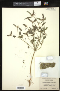 Image Associated With the Occurrence