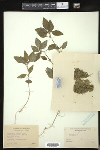 Euphorbia dentata image