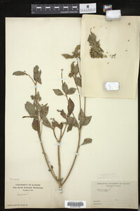 Image Associated With the Occurrence
