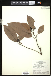 Image of Sagotia racemosa