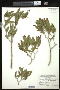 Image of Sebastiania bilocularis