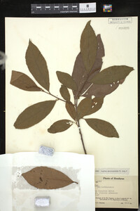 Image Associated With the Occurrence