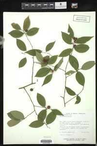 Image of Savia sessiliflora