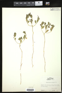 Image of Phyllanthus warnockii