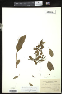 Image of Sebastiania fruticosa