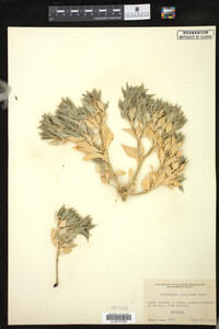 Image of Stillingia spinulosa