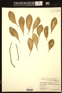 Euphorbia umbellata image