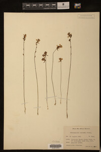 Image of Utricularia cornuta