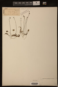 Image of Utricularia intermedia