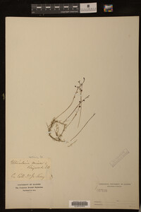 Image of Utricularia minor