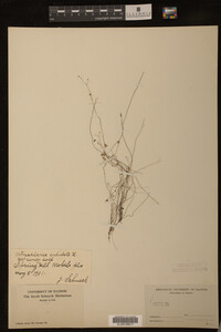 Image of Utricularia subulata