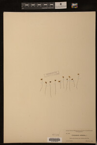 Utricularia subulata image