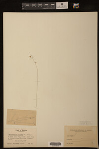 Utricularia subulata image