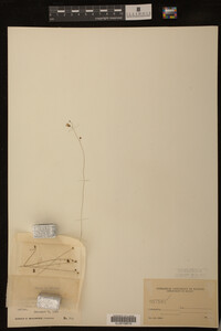 Utricularia subulata image