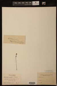 Utricularia subulata image