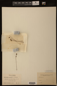 Utricularia subulata image