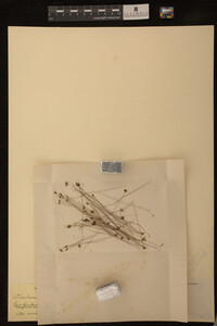 Utricularia subulata image