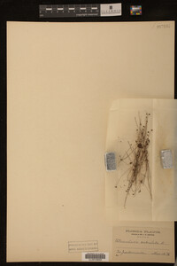 Utricularia subulata image