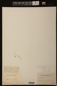 Utricularia subulata image