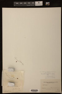 Utricularia subulata image