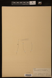 Utricularia subulata image