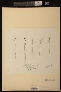 Utricularia subulata image